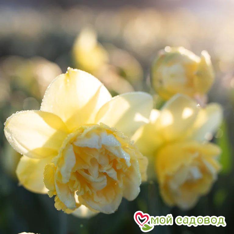 Нарцисс Арт Дизайн