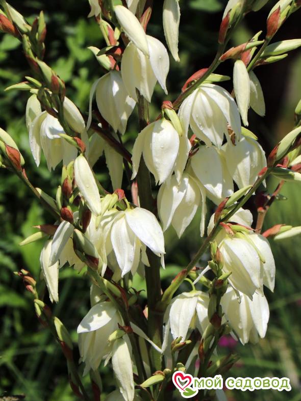 Юкка нитчатая Брайт Эдж